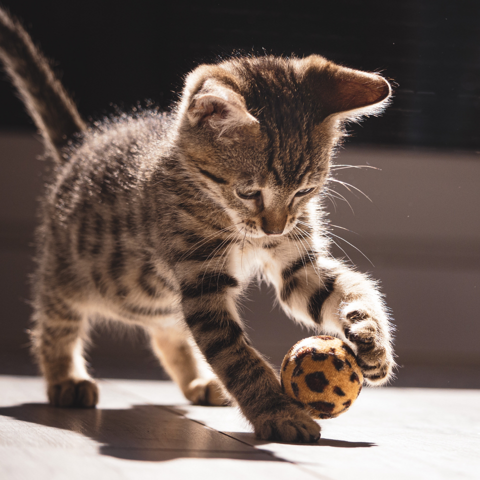 Pet Toys
