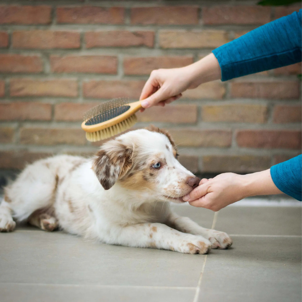 Pet Grooming Supplies