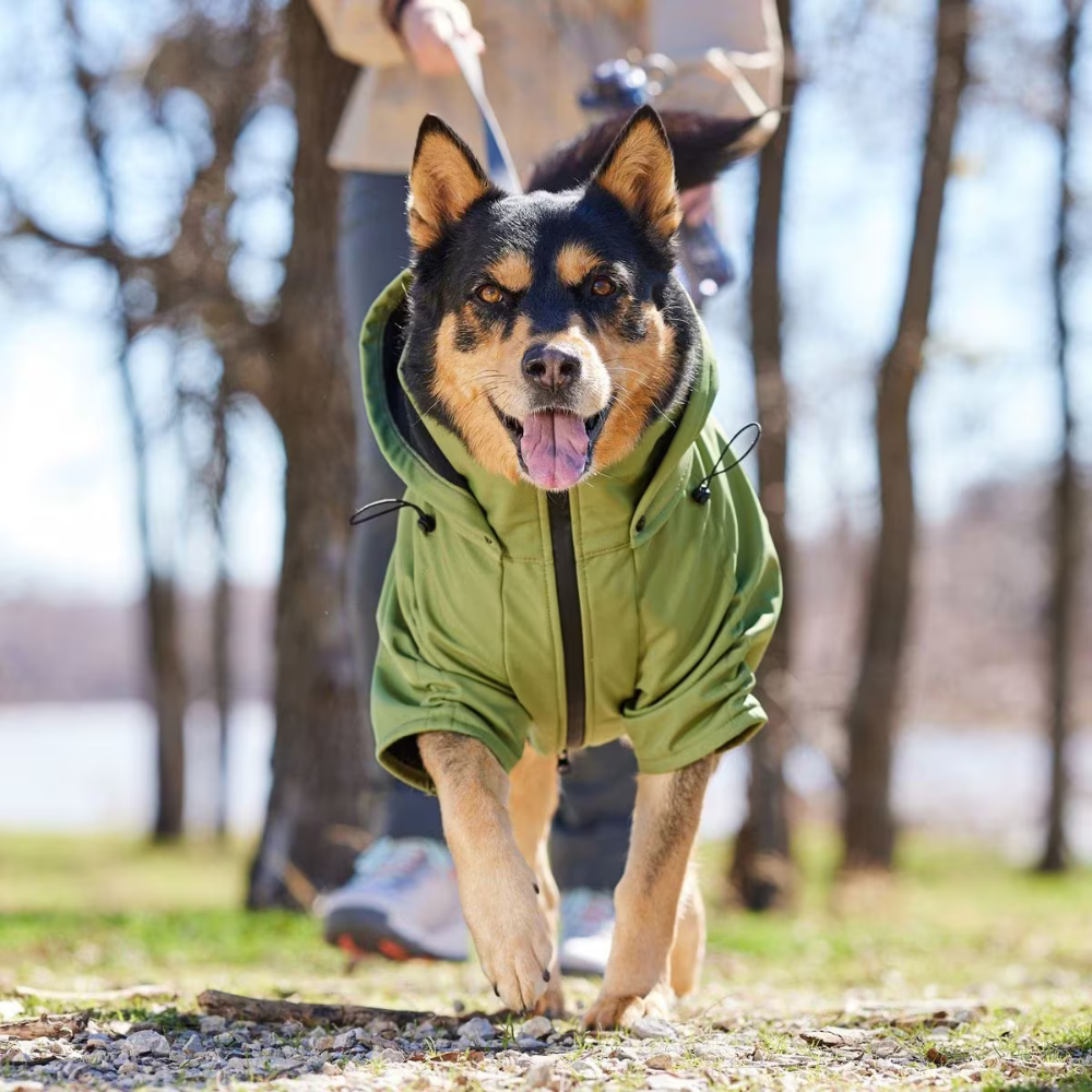 Pet Apparel and Accessories