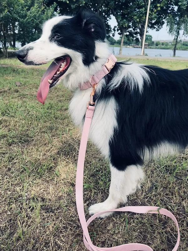 Dog Collar and Leash Set