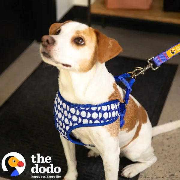 Blue Dodo Print Step-In Dog Harness
