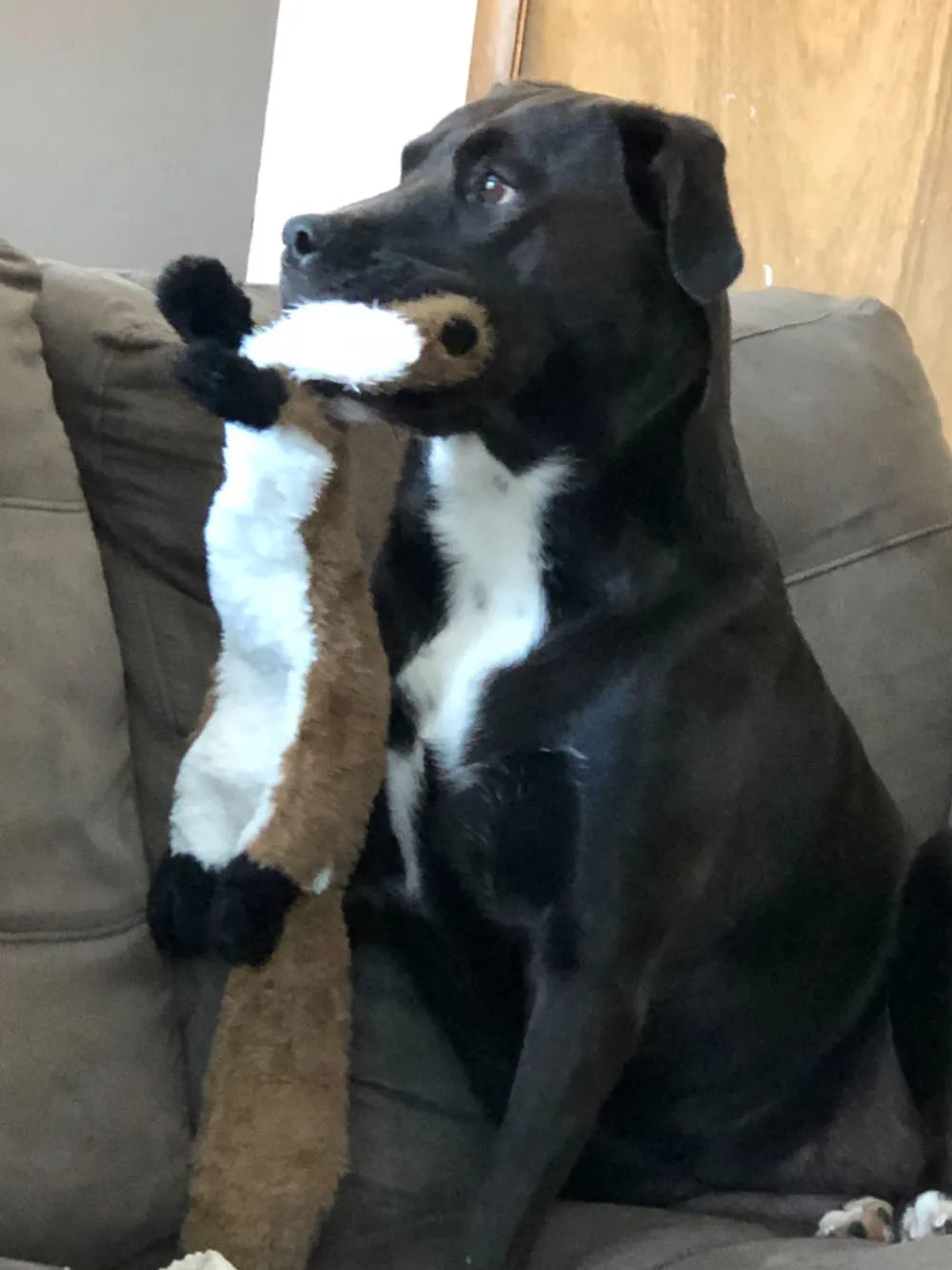 Stuffingless Squeaky Dog Chew Toy